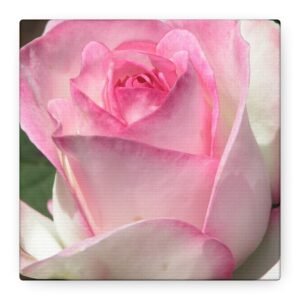 Pink Rose - Square - Matte Canvas, Stretched, 1.25"