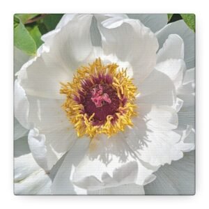 White Peony - Square - Matte Canvas, Stretched, 1.25"