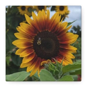 Sunflower w/ Bee - Square - Matte Canvas, Stretched, 1.25"